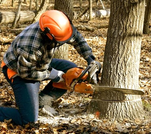 Tree Removal in Pelham, NH